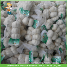 Fresh Pure White Garlic Natural Garlic For Australia